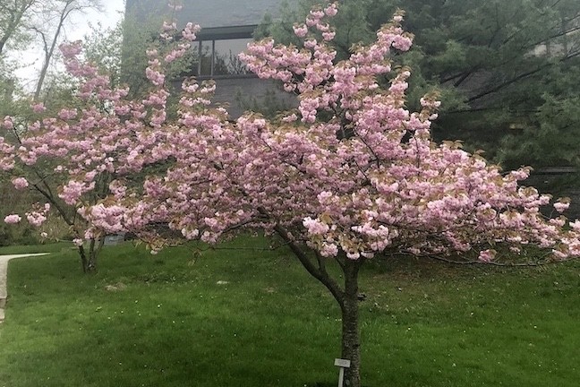 Flowering tree at Lamont